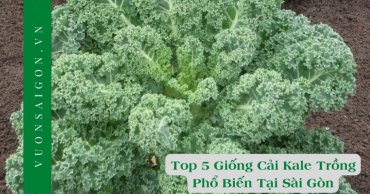 5 Giong Cai Kale Trong Pho Bien Tai Sai Gon