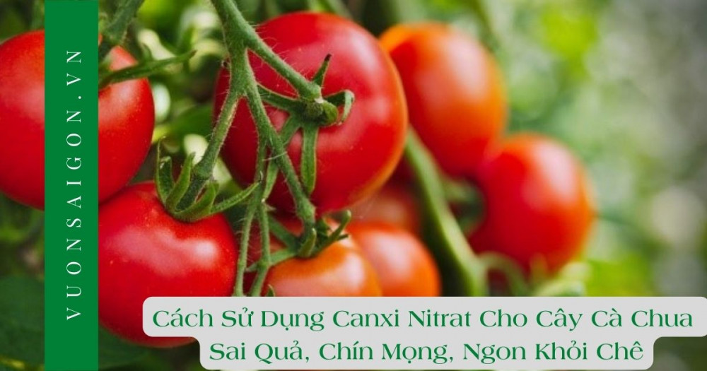 Cach Su Dung Canxi Nitrat Cho Cay Ca Chua