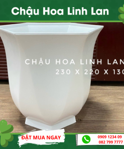 Chau Hoa Linh Lan