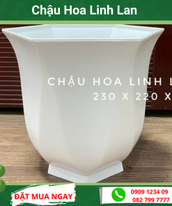 Chau Linh Lan