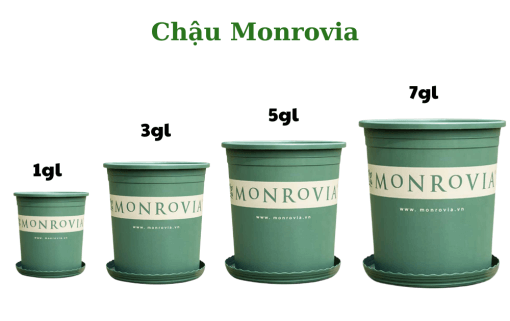 Chau Monrovia