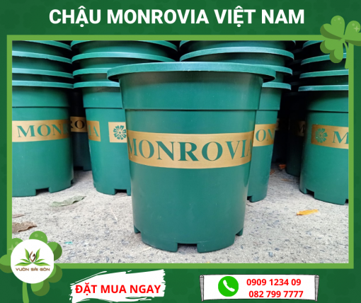 Chau Monrovia Viet Nam (1)