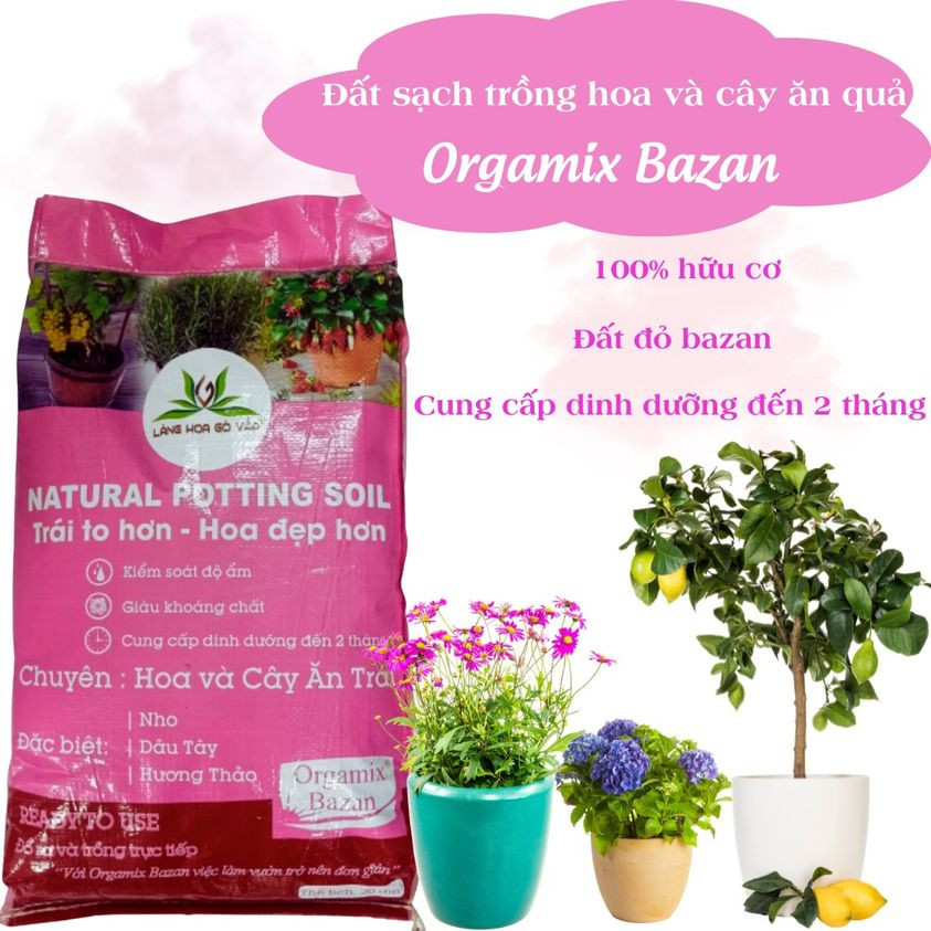 Dat Thi Bazan Trong Hoa Cay An Trai(1)