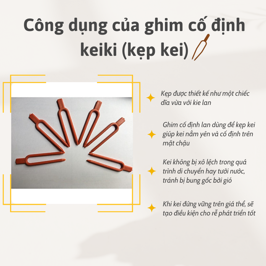Ghim Co Dinh Kei Lan Cay Thuy Sinh (1)