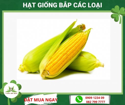 Hat Giong Bap Cac Loai