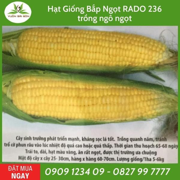 Hat Giong Bap Ngot Rado 236