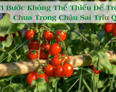 3 Buoc Khong The Thieu De Trong Ca Chua Rong Chau Sai Triu Qua