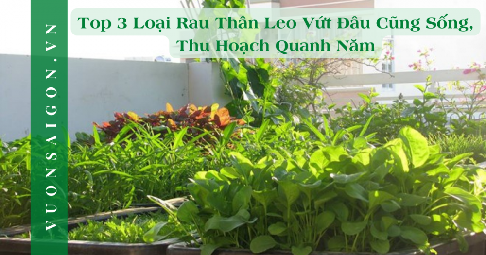 3 Loai Rau Than Leo Vut Dau Cung Song Thu Hoach Quanh Nam