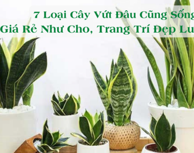 7 Loai Cay Vut Dau Cung Song Gia Re Nhu Cho Trang Tri Dep Lung Linh