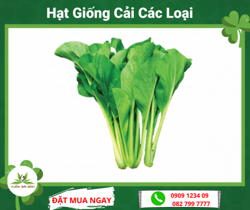 Hat Giong Cai Cac Loai