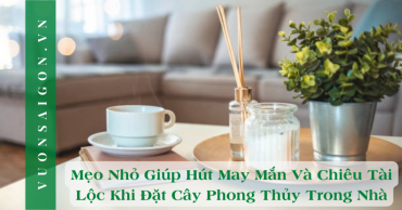Meo Nho Giup Hut May Man Va Chieu Tai Loc Khi Dat Cay Phong Thuy Trong Nha