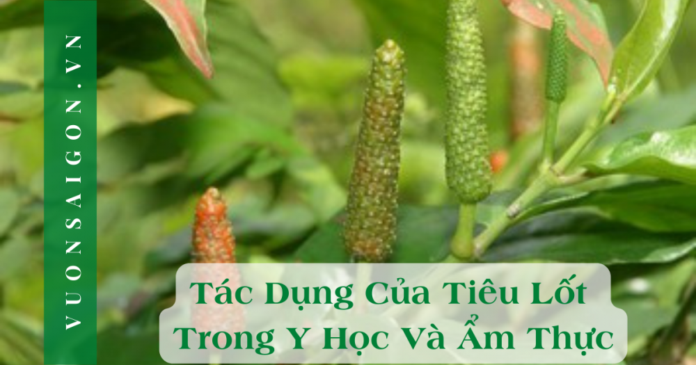 Tac Dung Cua Tieu Lot Trong Y Hoc Va Am Thuc
