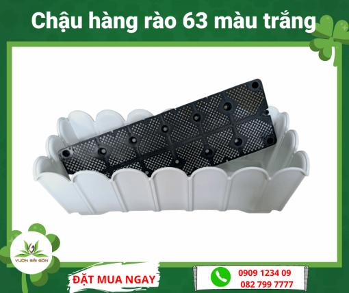 Chau Hang Rao 63 Mau Trang
