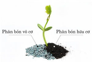 Phan Bon Vo Co Phan Bon Huu Co