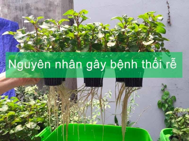 Benh Thoi Re O Cay Trong Thuy Canh