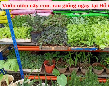 Vườn ươm Cây Con, Rau Giống Ngay Tại Hồ Chí Minh