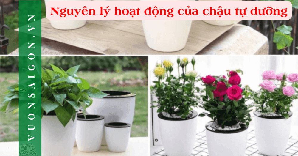 Nguyen Li Hoat Dong Chau Tu Duong (2)