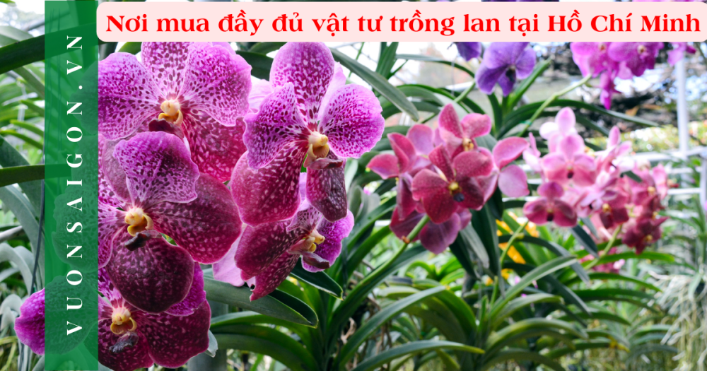 Noi Mua Day Du Vat Tu Trong Lan Thanh Pho Ho Chi Minh