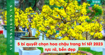5 Bi Quyet Chon Chau Trang Tri Tet 2023 Ruc Ro 4