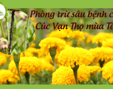 Phong Tru Sau Benh Cho Cuc Van Tho Mua Tet 6