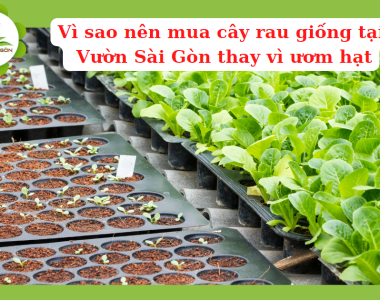 Vi Sao Nen Mua Cay Rau Giong Tai Vuon Sai Gon Thay Vi Uom Hat 5