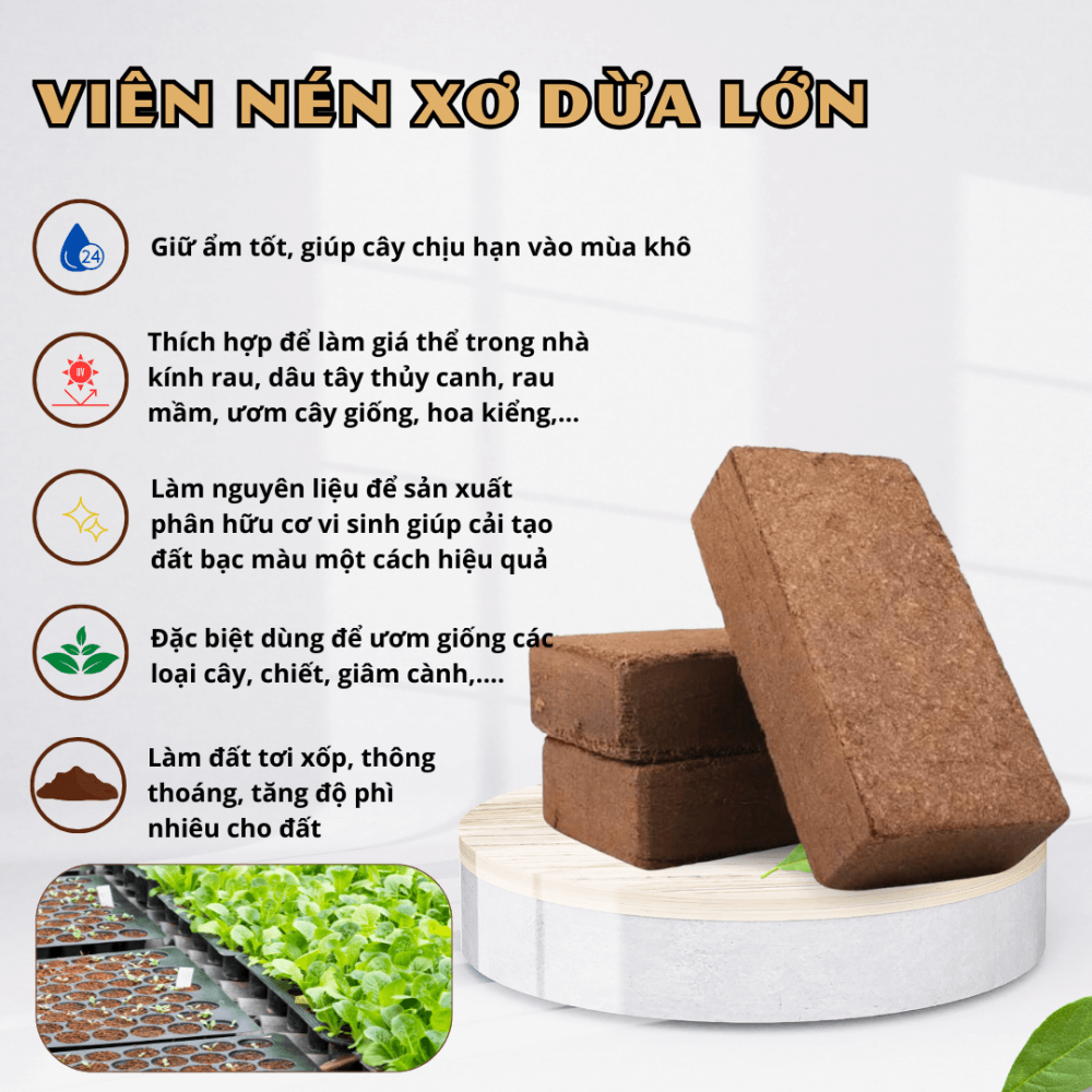 Vien Nen Xo Dua Lon