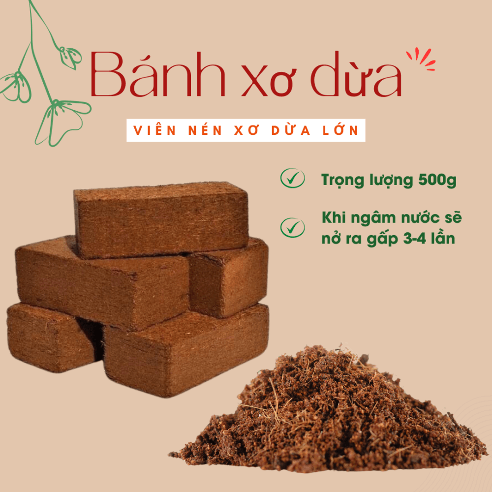 Vien Nen Xo Dua
