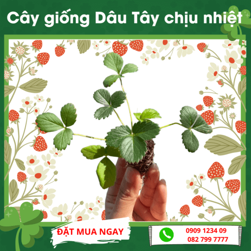Cay Giong Dau Tay Chiu Nhiet