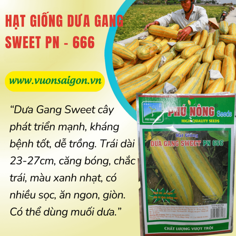 Hat Giong Dua Gang Phu Nong Sweet Pn 666 (1)
