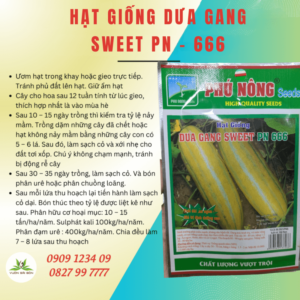 Hat Giong Dua Gang Phu Nong Sweet Pn 666 (2)