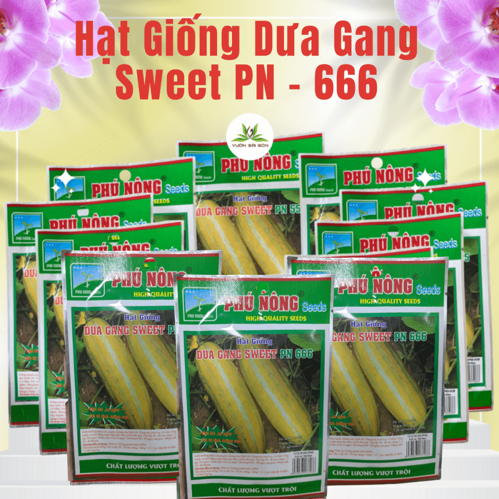 Hat Giong Dua Gang Phu Nong Sweet Pn 666 (3)
