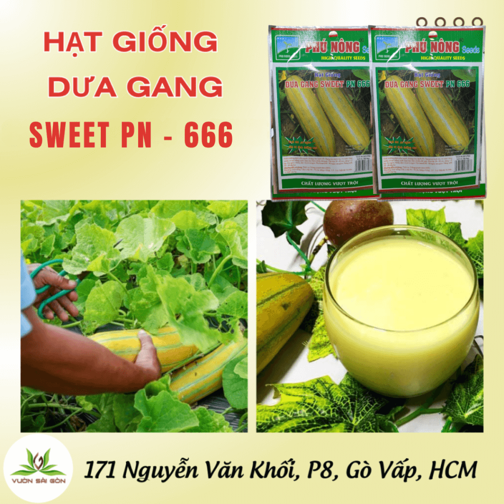 Hat Giong Dua Gang Phu Nong Sweet Pn 666 (4)