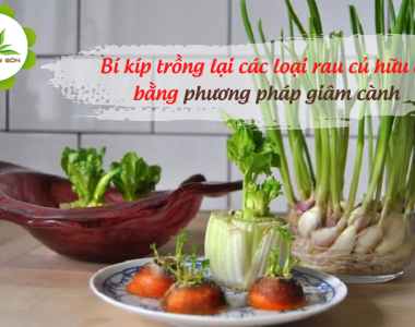 Bi Kip Trong Cac Loai Rau Cu Huu Co Bang Phuong Phap Giam Canh 6