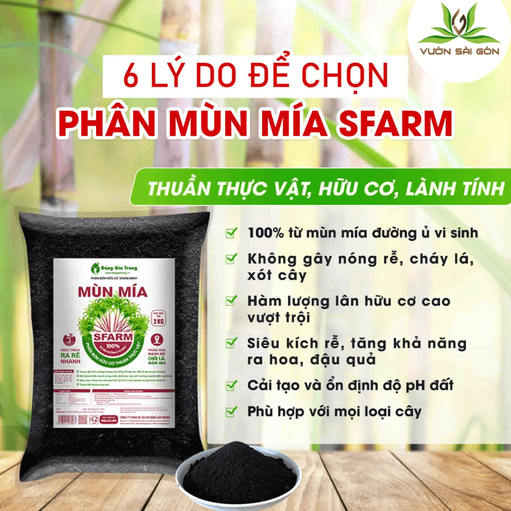 Phan Bon Huu Co Mun Mia 1