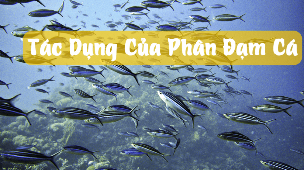 Phan Dam Ca La Gi Tac Dungcua Phan Dam Ca Doi Voi Cay Trong