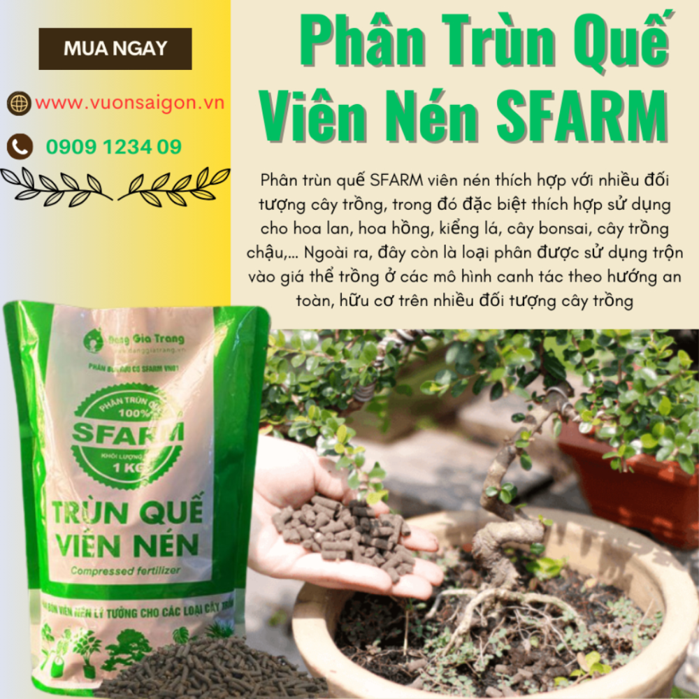Phan Trun Que Vien Nen Sfarm (1)