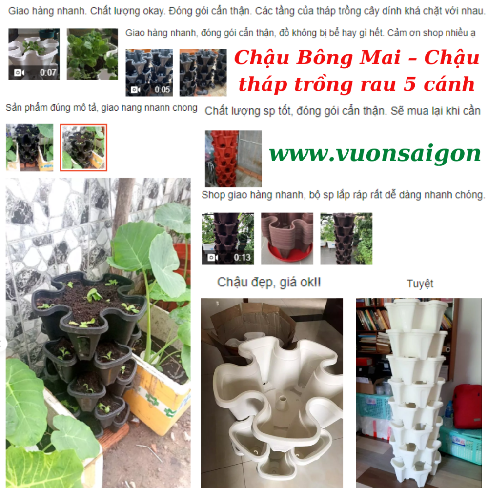 Chau Bong Mai (1)