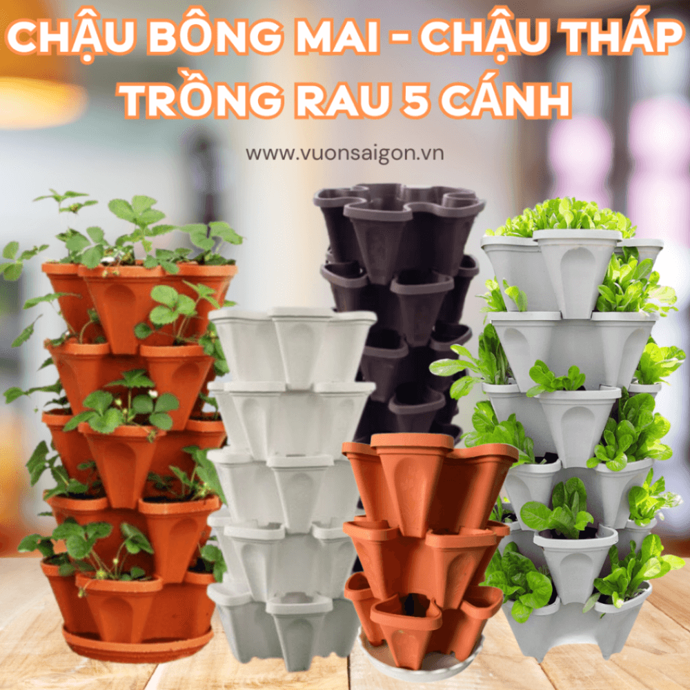 Chau Bong Mai Thap Trong Rau 5 Canh