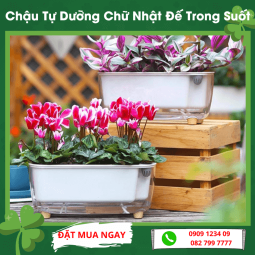 Chau Tu Duong Chu Nhat De Trong Suot
