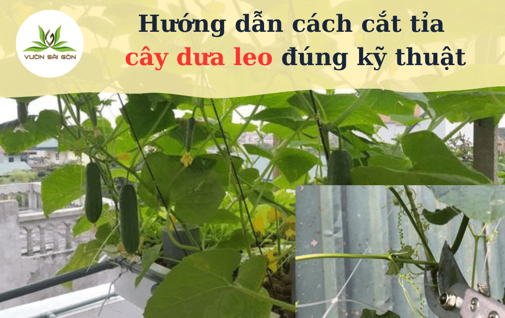 Huong Dan Cat Tia Cay Dua Leo Dung Ki Thuat 3