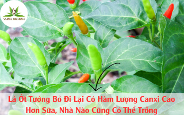 La Ot Tuong Bo Di Lai Co Ham Luong Canxi Cao Hon Sua 7