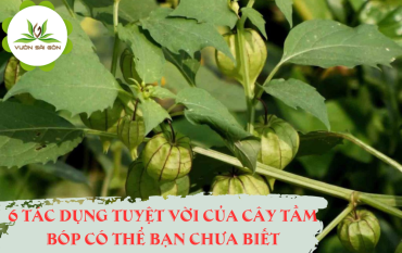 6 Tac Dung Tuyet Voi Cua Cay Tam Bop Co The Ban Chua Biet 5