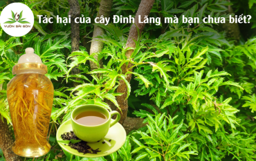 Tac Hai Cua Dinh Lang Ma Ban Chua Biet 4