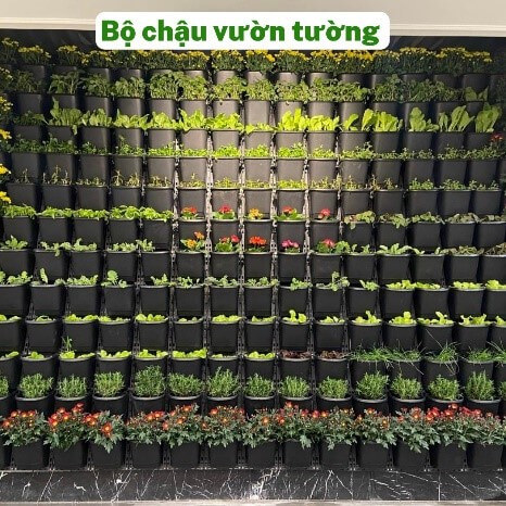 Chậu1