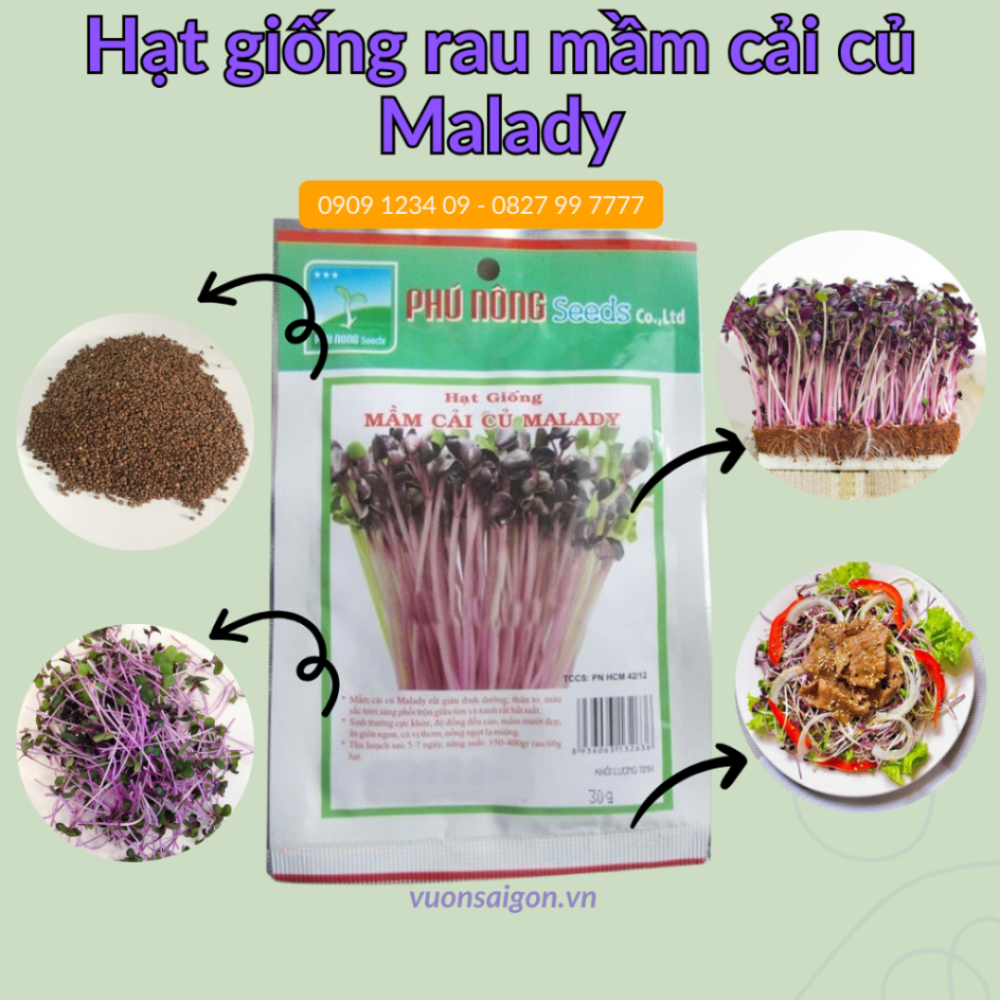 Hat Giong Mam Cai Cu Malady