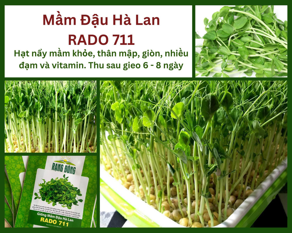 Hat Giong Mam Dau Ha Lan Rado711 1
