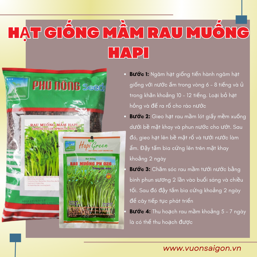 Hat Giong Mam Rau Muong (2)