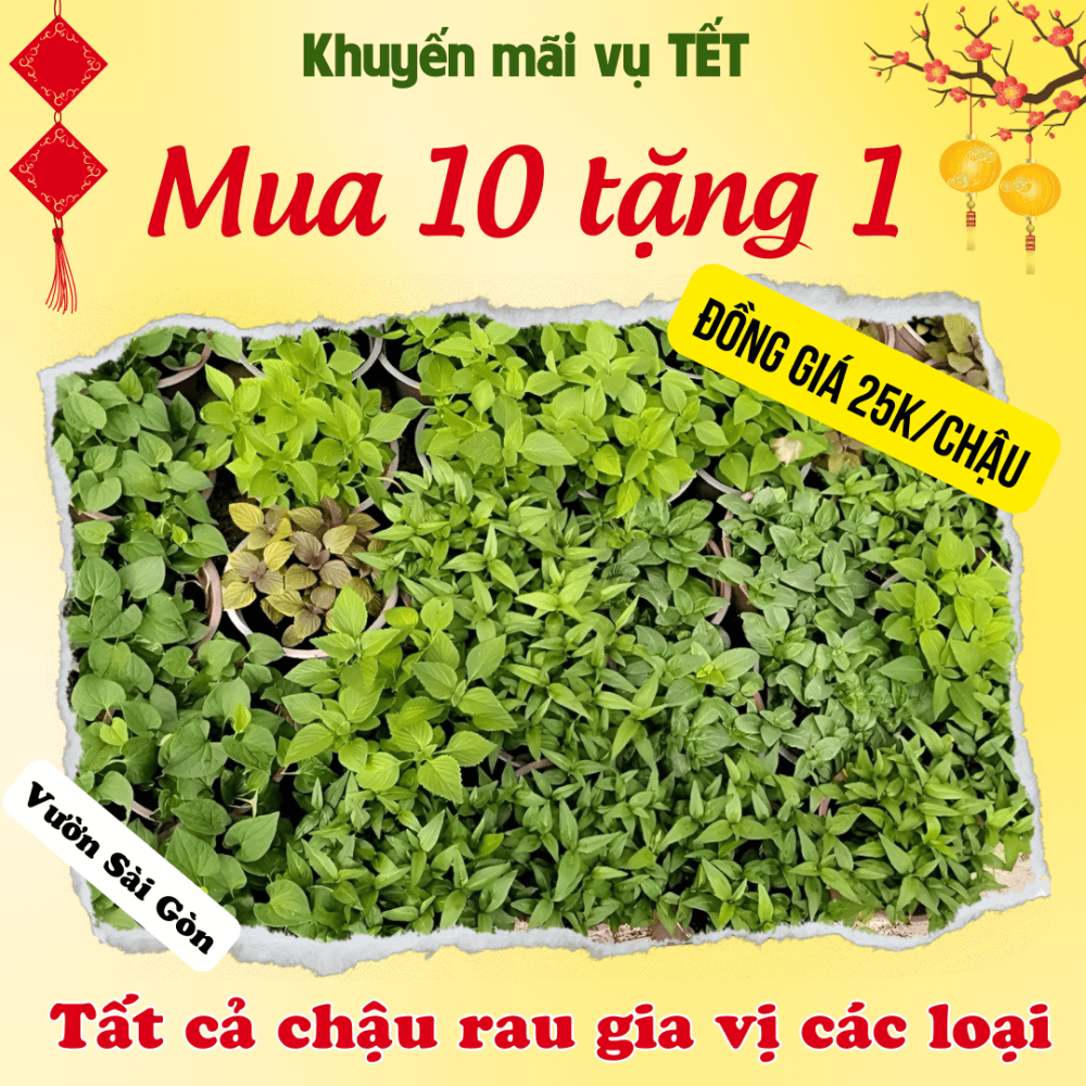 Chậu Rau Gia Vị