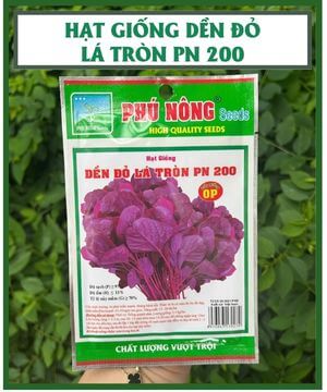 Hạt giống dền đỏ lá tròn pn 200
