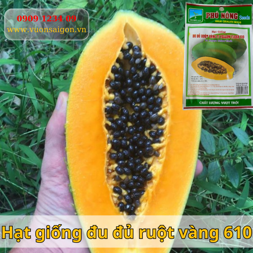 Hat Giong Du Du Ruot Vang